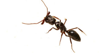 JoeBlue New Jersey Pest Control Exterminator