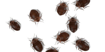 JoeBlue New Jersey Pest Control Exterminator
