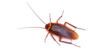 JoeBlue New Jersey Pest Control Exterminator