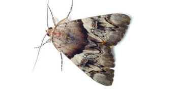 JoeBlue New Jersey Pest Control Exterminator