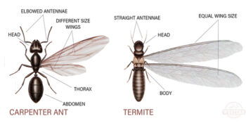 JoeBlue New Jersey Pest Control Exterminator
