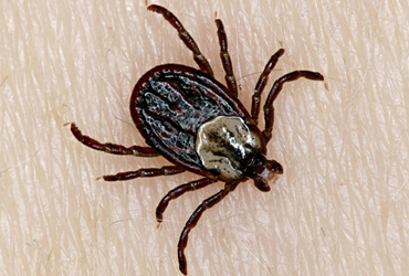 JoeBlue New Jersey Pest Control Fleas Ticks