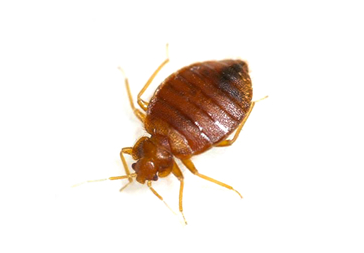 JoeBlue New Jersey Pest Control Bedbugs Bed Bugs