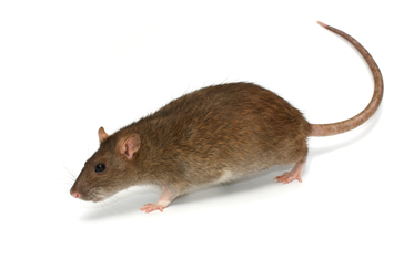 JoeBlue New Jersey Pest Control Rats Mice Mouse