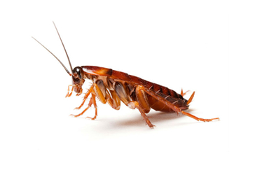 JoeBlue New Jersey Pest Control Roaches Cockroaches
